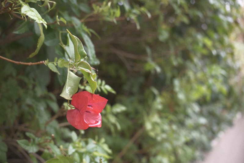 Vintage Eterna (X-Trans V)