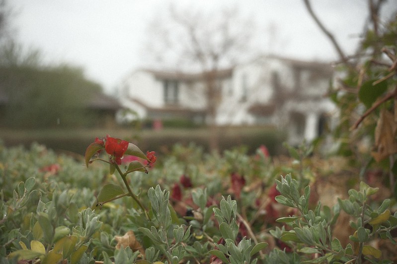 Vintage Eterna (X-Trans V)