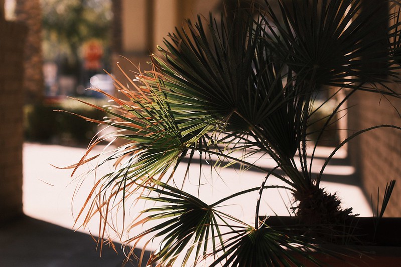 Kodak Royal Gold 400