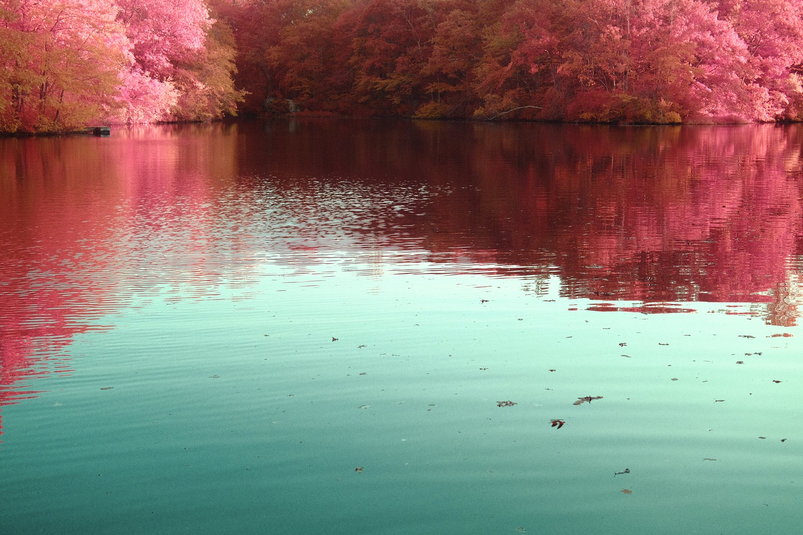 Photographing in Aerochrome + When will more Infrared Recipes get